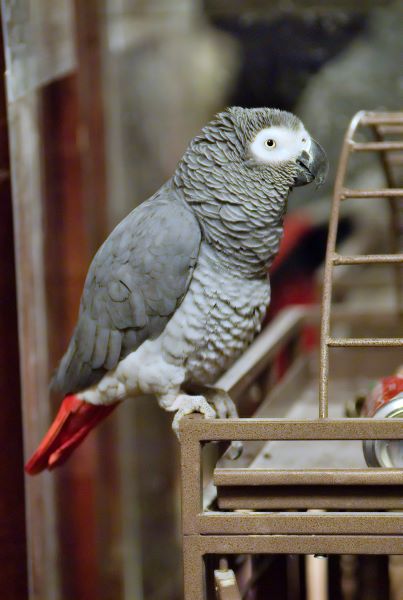 ddb 20071202 010-105