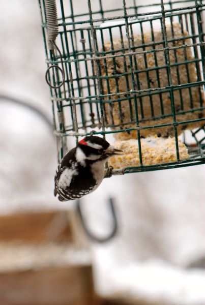 ddb 20071225 010-018