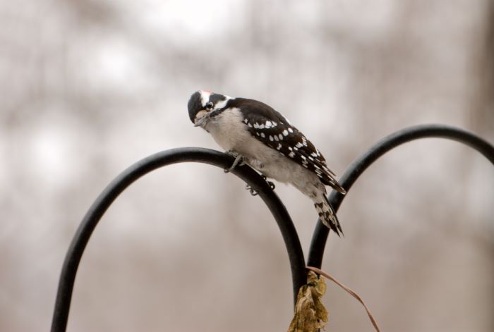 ddb 20071225 010-024