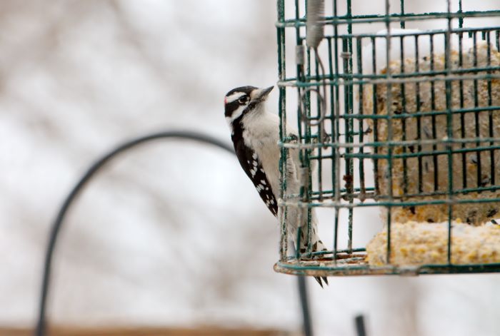 ddb 20071225 010-028