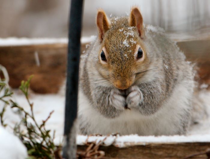 ddb 20071225 010-130