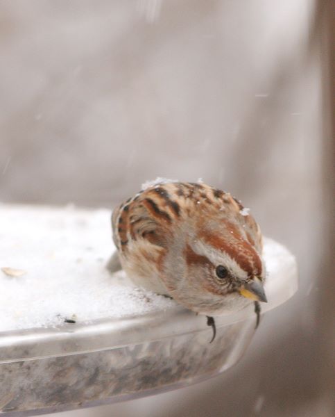 ddb 20071225 010-145