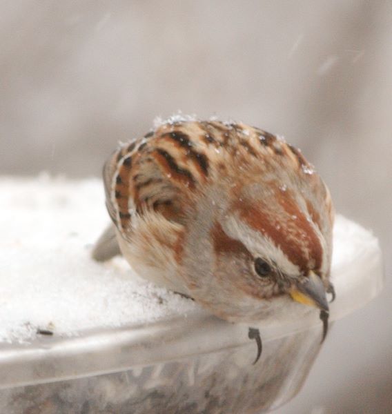 ddb 20071225 010-149