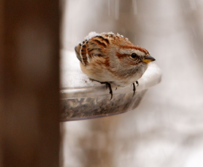 ddb 20071225 010-155