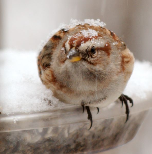 ddb 20071225 010-163