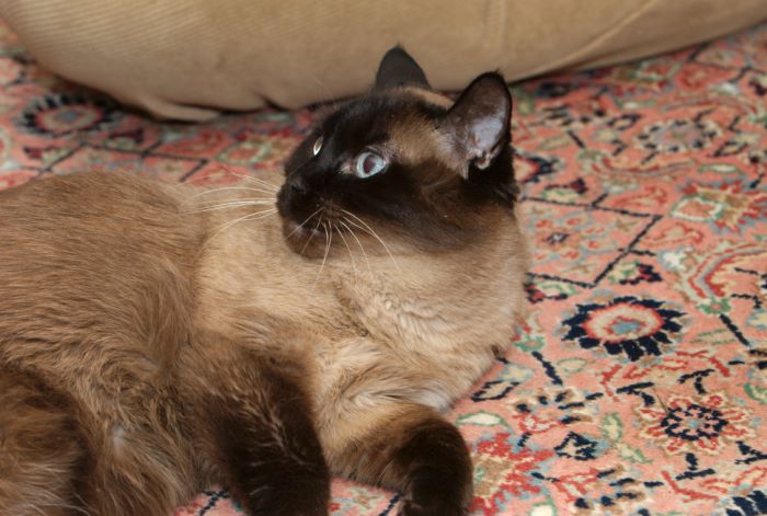 ddb 20071225 010-181