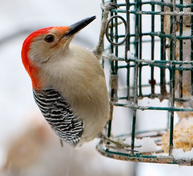 ddb 20071225 010-188