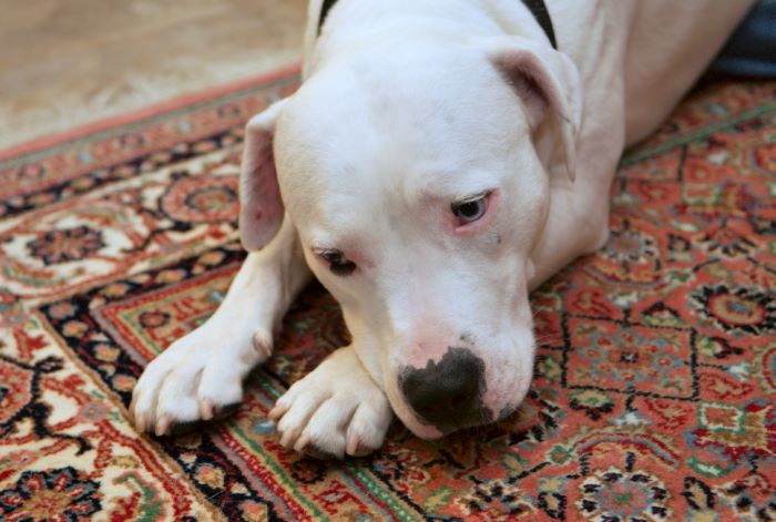 ddb 20080608 020-038