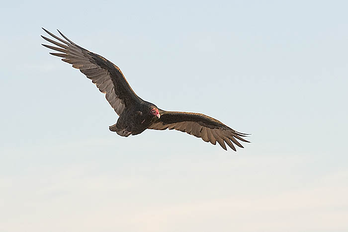Vultures are circling the convention