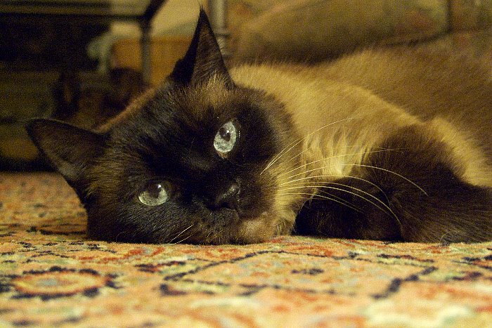 ddb 20081025 010-006