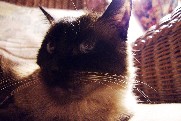 ddb 20081025 010-011