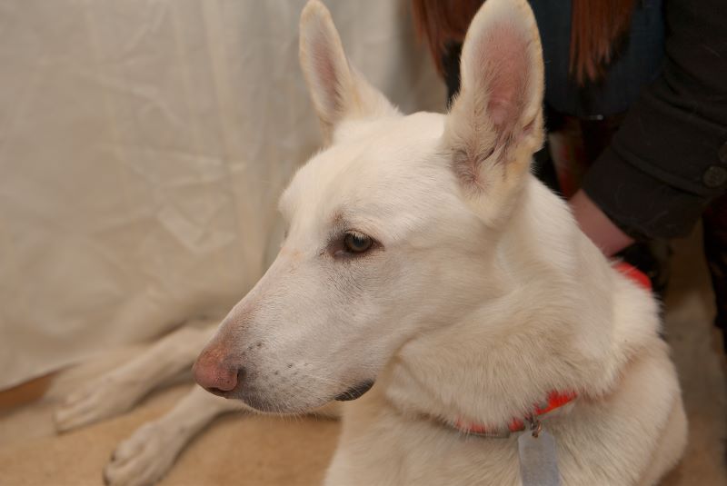 ddb 20081115 020-138