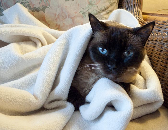 ddb 20081127 010-009