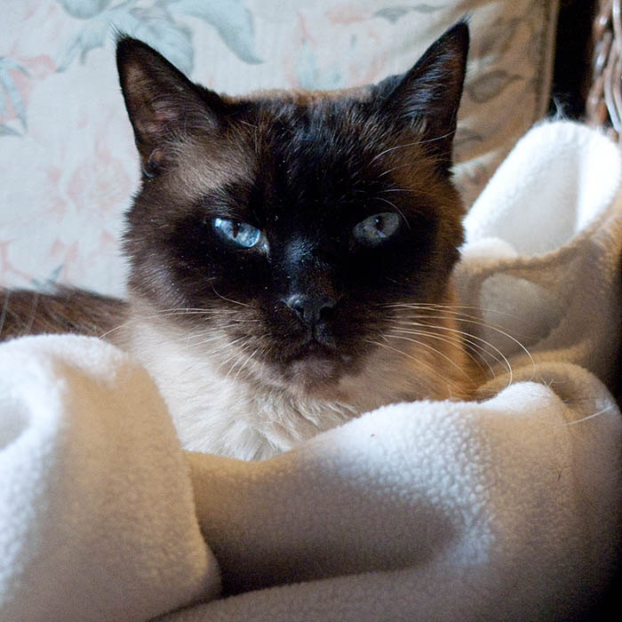 ddb 20081127 010-010