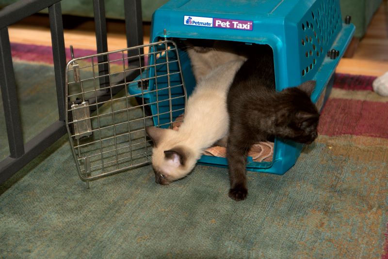 ddb 20090329 010-006