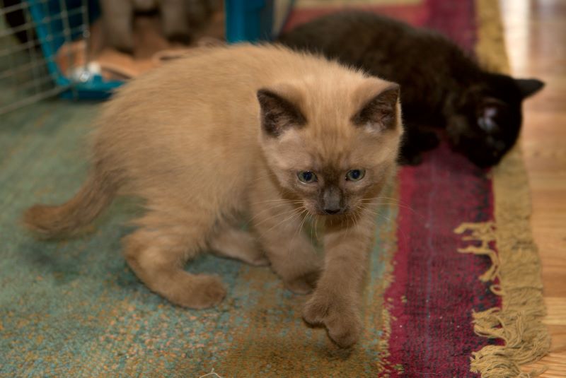 ddb 20090329 010-011