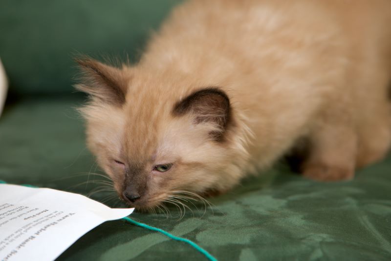 ddb 20090329 010-033