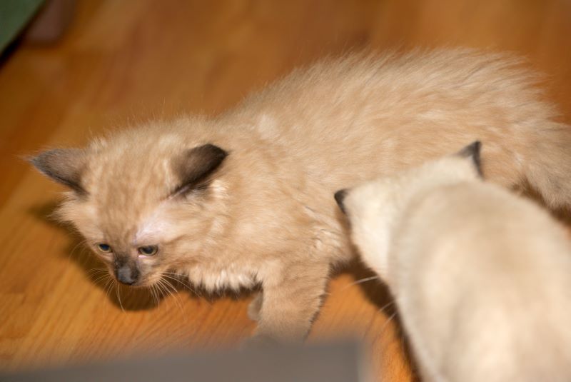 ddb 20090329 010-040