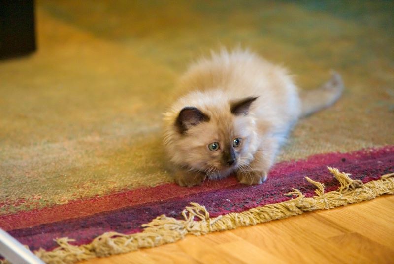 ddb 20090329 010-048