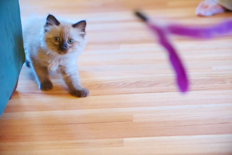 ddb 20090329 010-062