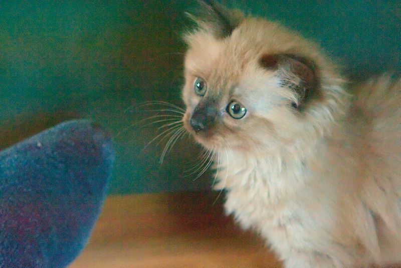 ddb 20090329 010-066