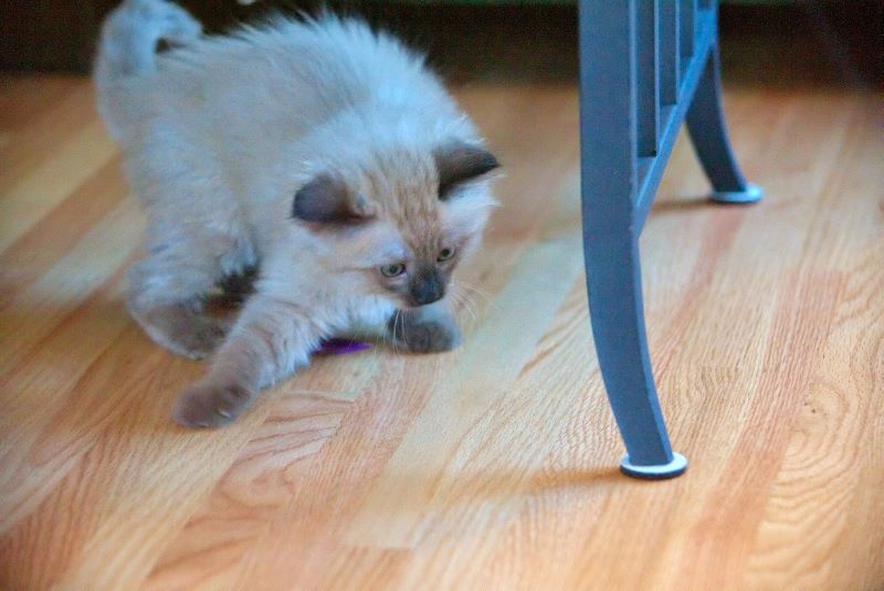 ddb 20090329 010-091