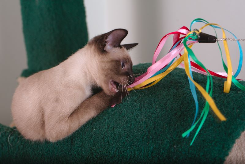 ddb 20090517 010-072