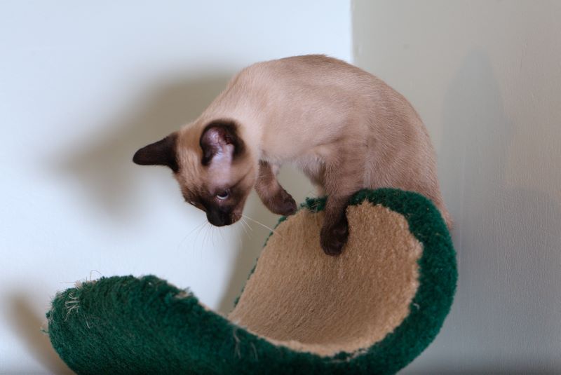 ddb 20090517 010-073