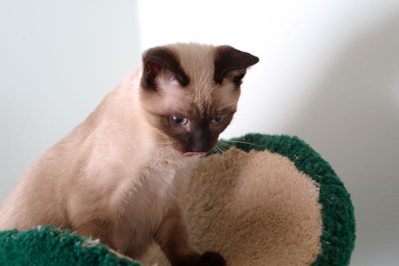 ddb 20090517 010-083