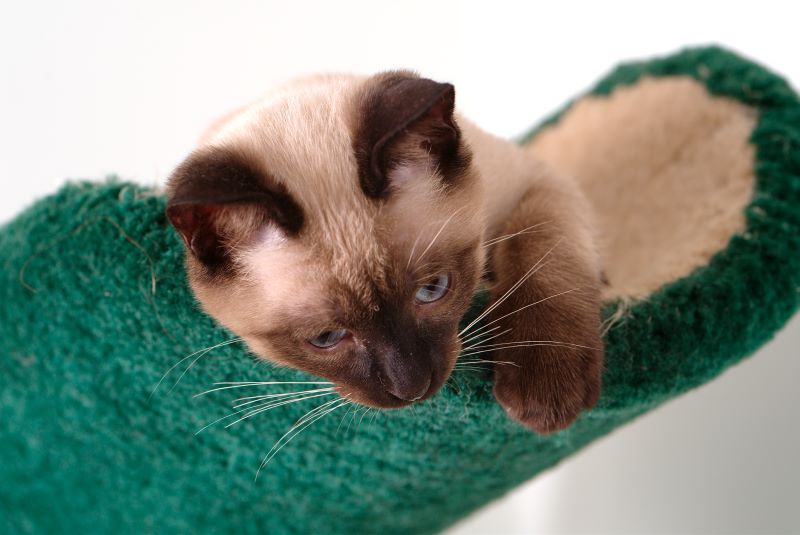 ddb 20090517 010-084