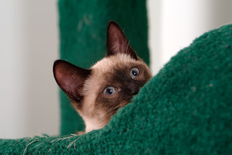 ddb 20090517 010-087