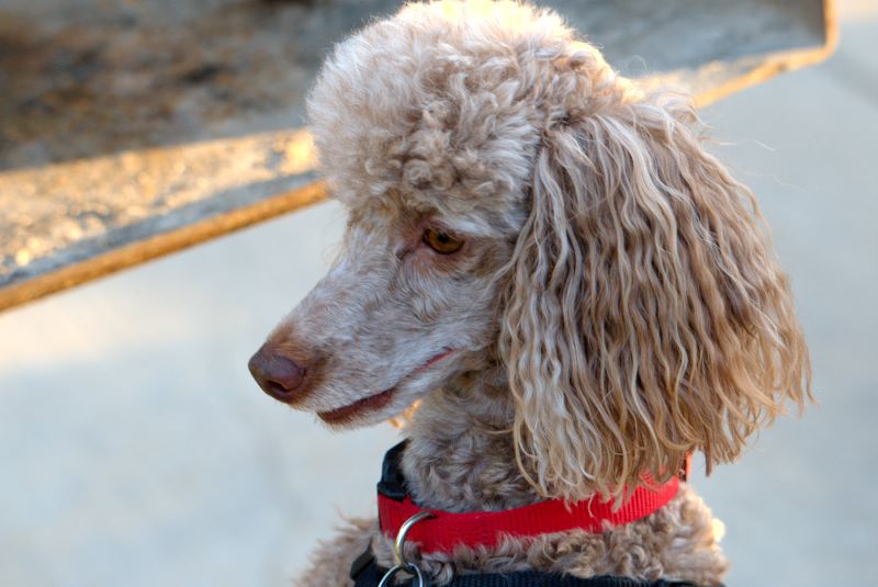 ddb 20090523 010-023