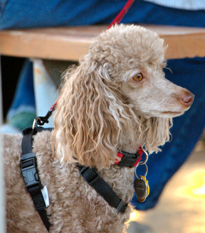 ddb 20090523 010-024