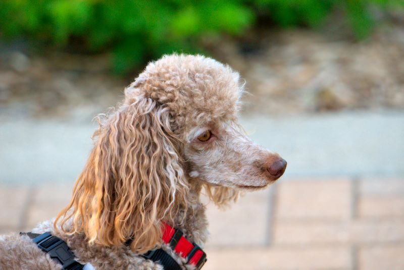 ddb 20090523 010-026