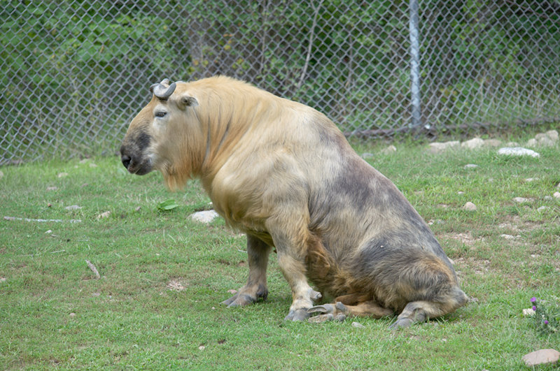 Minnesota Zoo