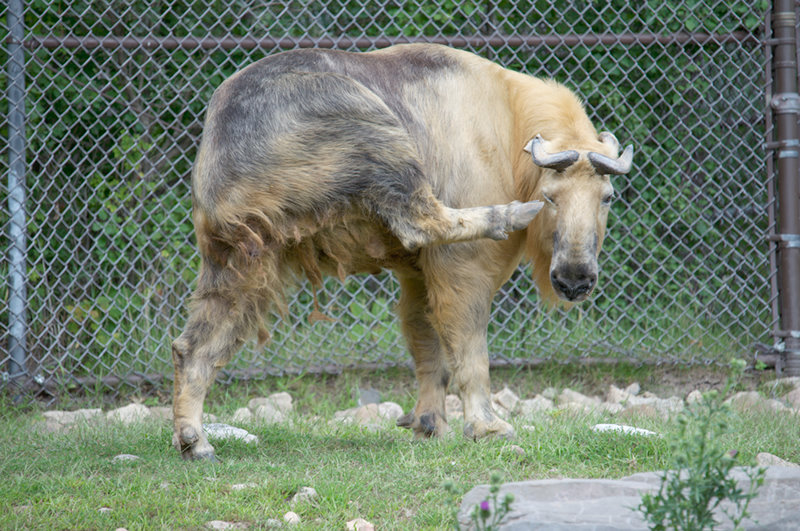 Minnesota Zoo