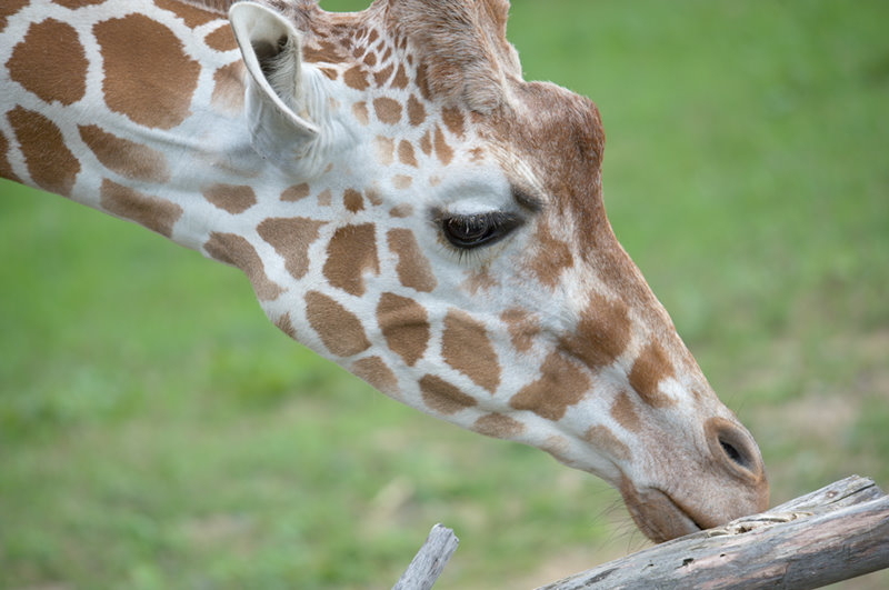 Minnesota Zoo