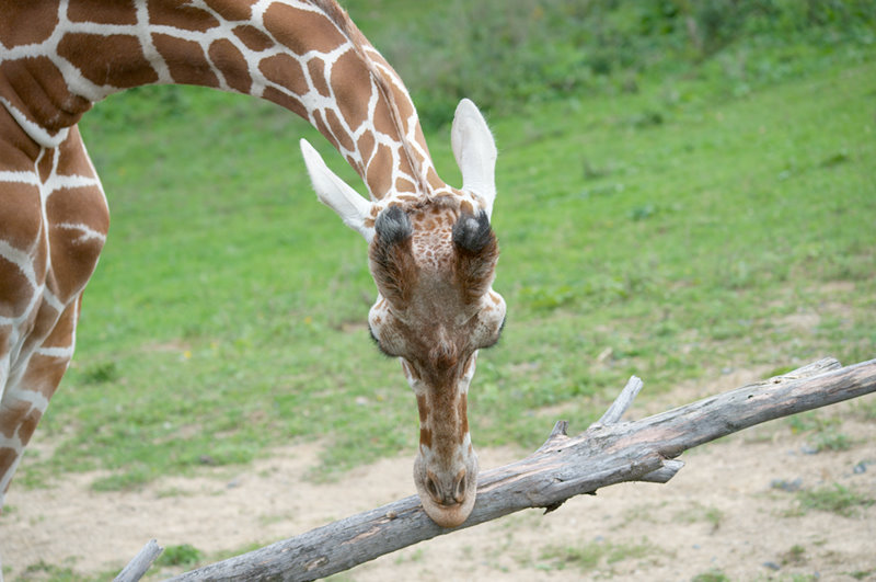 Minnesota Zoo