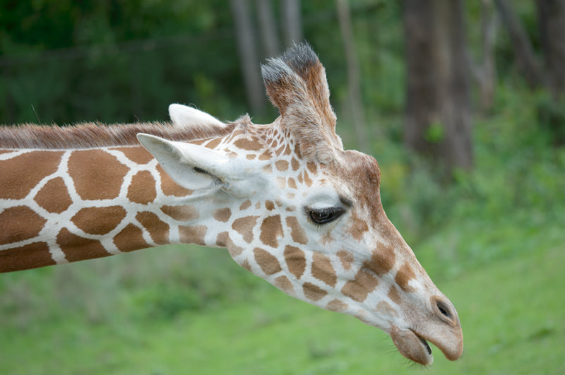 Minnesota Zoo