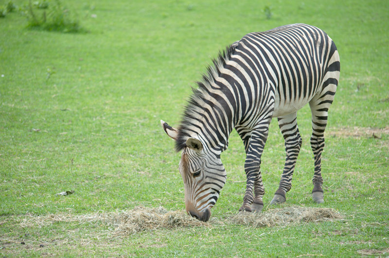 Minnesota Zoo