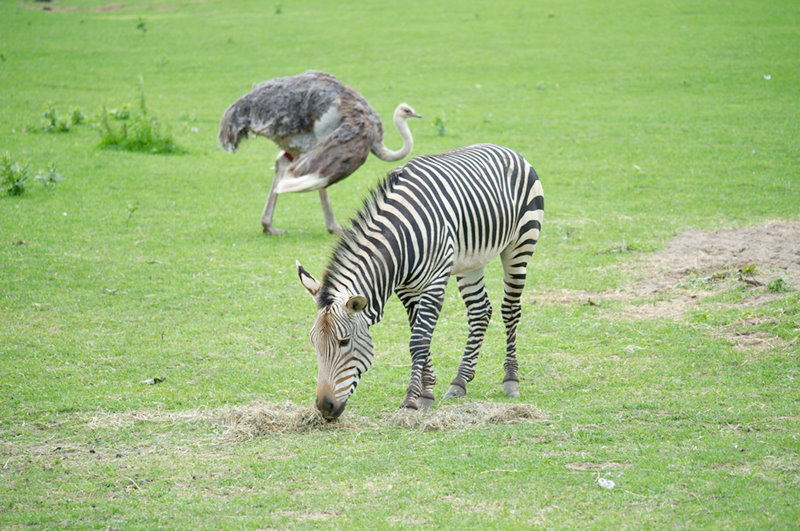 Minnesota Zoo