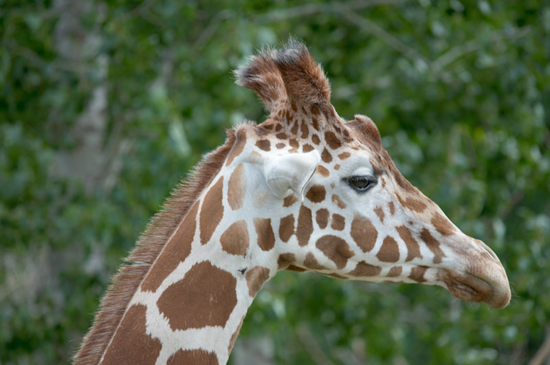 Minnesota Zoo