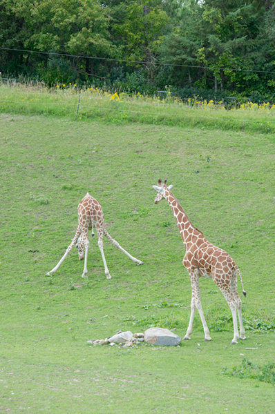 Minnesota Zoo