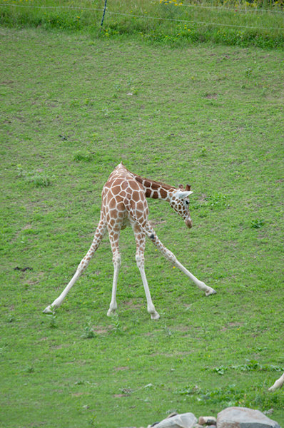 Minnesota Zoo