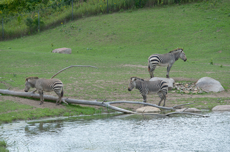 Minnesota Zoo