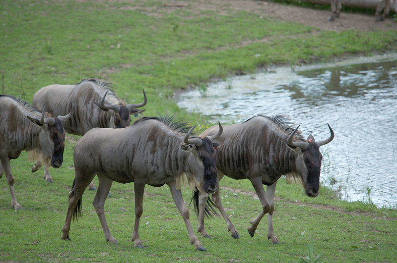 Minnesota Zoo