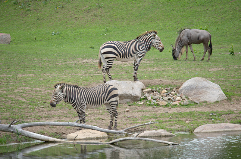 Minnesota Zoo