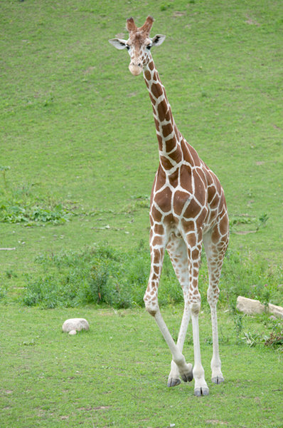 Minnesota Zoo