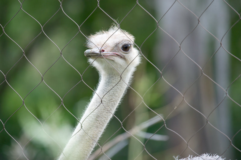 Minnesota Zoo