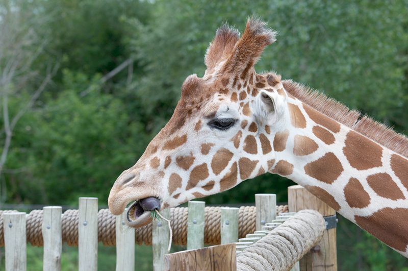 Minnesota Zoo